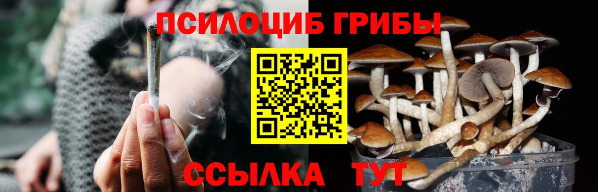 купить  сайты  Вход с VPN  Новочеркасск  Псилоцибиновые грибы Psilocybe 